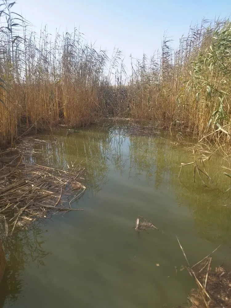 نجات جان کودک ۶ ساله از درون کانال آب در شهرستان کارون