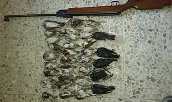 دستگیری متخلف شکار غیرمجاز 33 قطعه پرنده