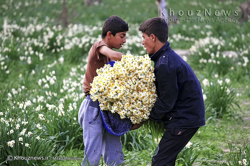 برداشت گل نرگس در بهبهان