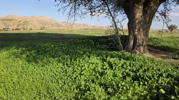 توله یا پنیرک، غذای زمستانی و محبوب در خوزستان