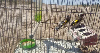دستگیری متخلف عرضه و فروش سهره در دزفول