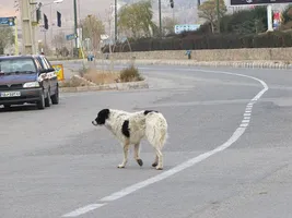 افزایش جمعیت سگ های ولگرد در خوزستان