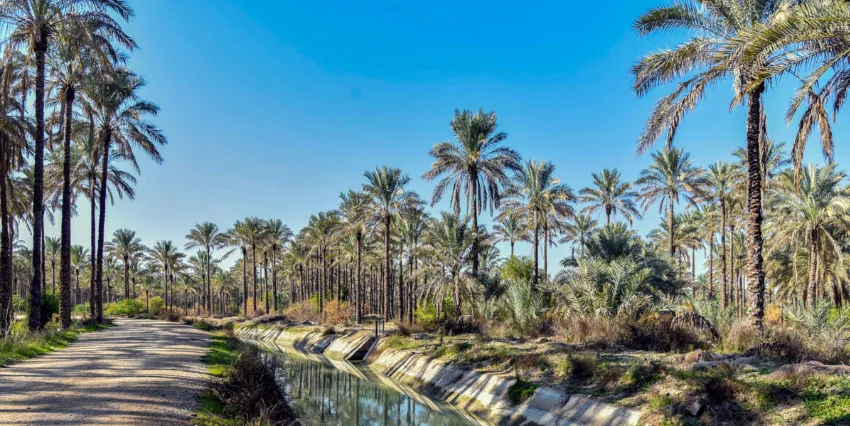 توسعه باغبانی در باوی با احداث نخلستان
