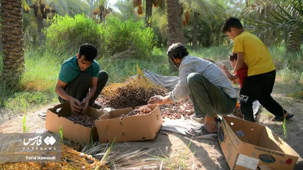 ذخیره ۵ هزار تن خرمای «کبکاب» در خوزستان برای ماه رمضان