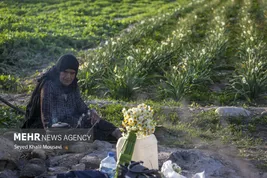 برداشت نرگس از مزرعه «دا فاضل»