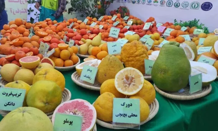 مرکبات دزفول؛ برند ملی که در انتظار درخشش جهانی است