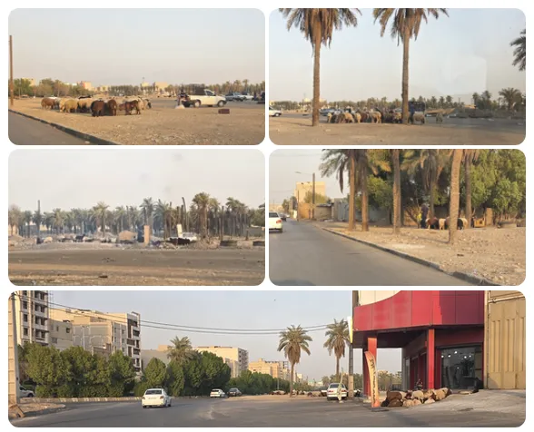گوسفندفروشی وسط اهواز