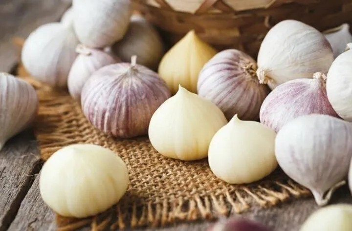 سیر تک‌حبه‌ای که احتمالا درباره آن چیزی نمی‌دانید/ عکس
 