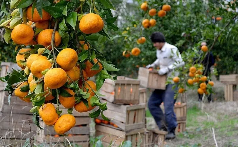 دزفول، قطب تولید مرکبات سالم 