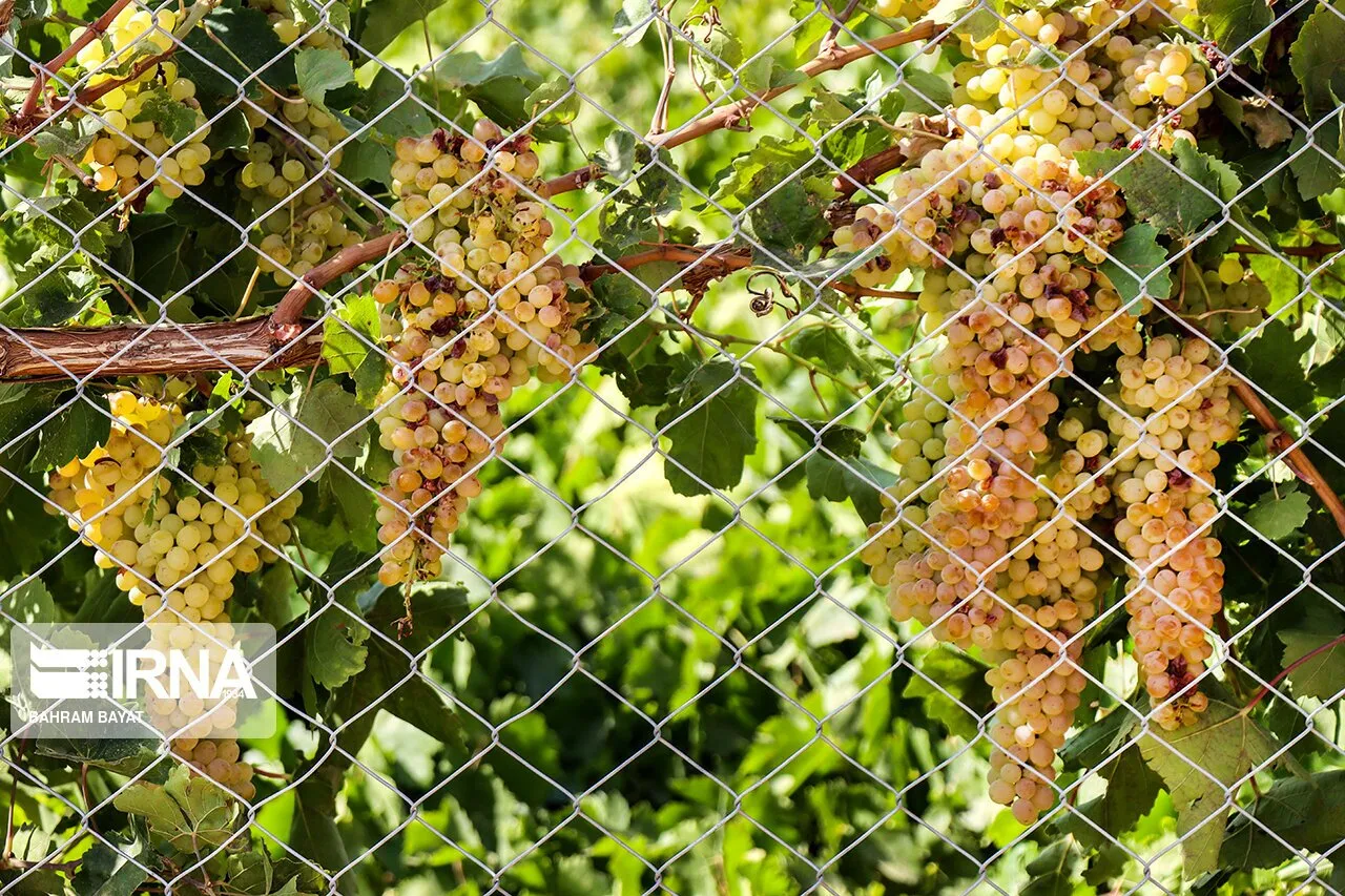 پیش‌بینی برداشت ۶ هزار و ۶۰۰ تن انگور از تاکستان‌های خوزستان
