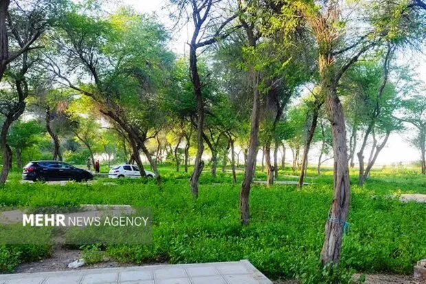 گمبوعه؛ از جنگل دست‌کاشت تا الگوی توسعه سبز در خوزستان
 