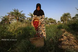 برداشت چای قرمز در روستای علوه