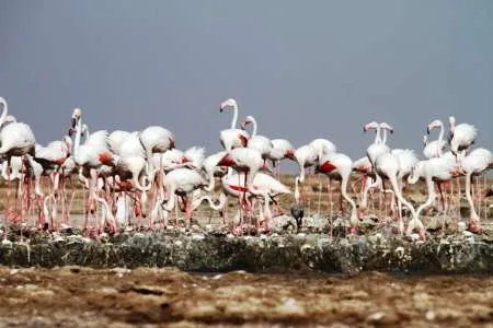حلقه گذاري جوجه فلامينگوها در خورهاي آبادان
