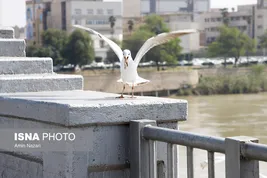 تصاویر/ پرندگان پل سفید اهواز