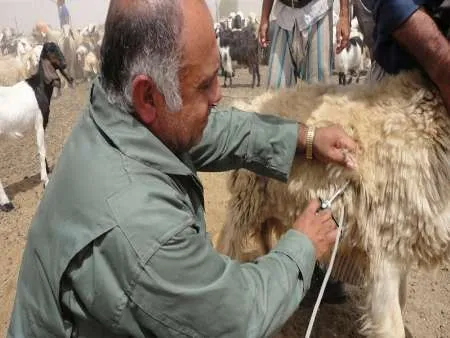 50هزار راس دام درگتوند علیه طاعون واکسینه شدند