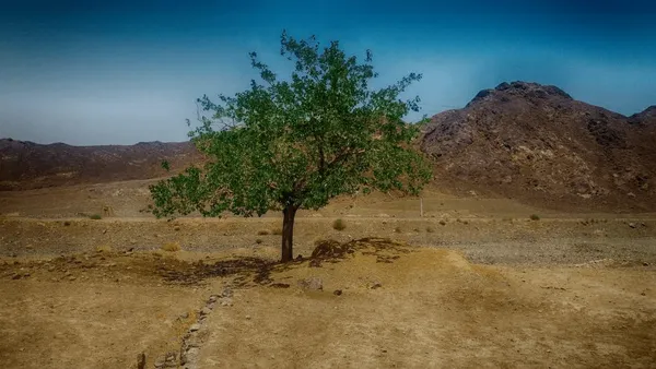 نهال‌ها بمیرند، مردم نفس نمی‌کشند