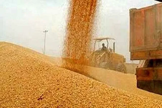 گندم گندم