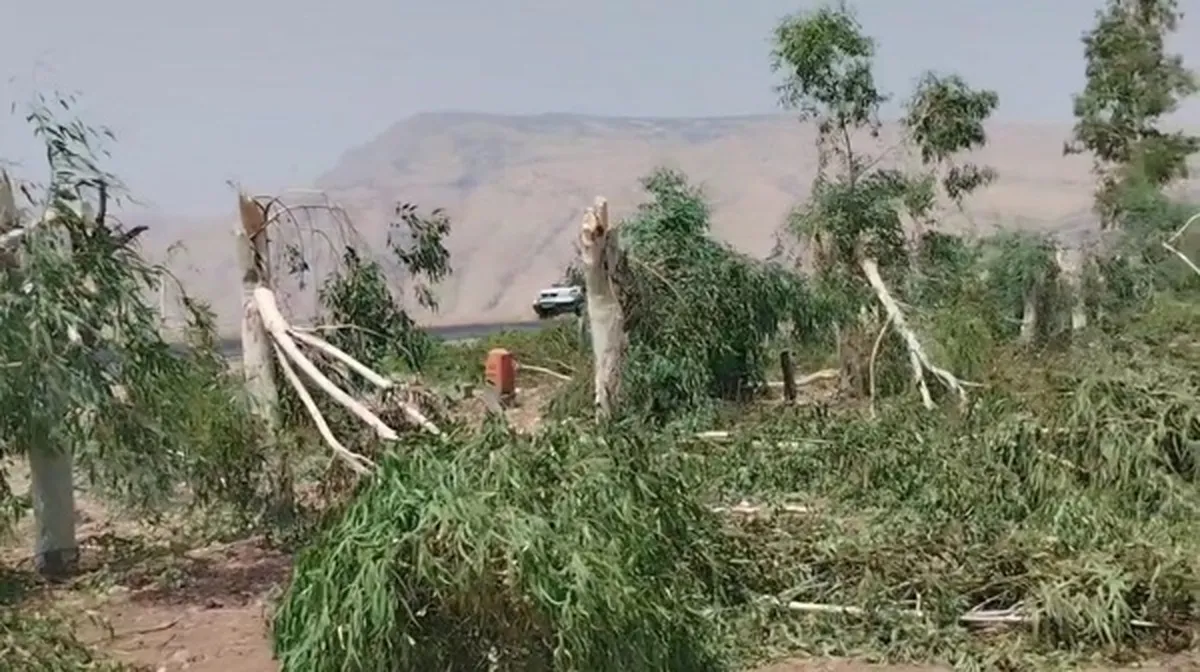 تشکیل پرونده قضایی برای متخلفان قطع درختان حاشیه جاده کولفرح