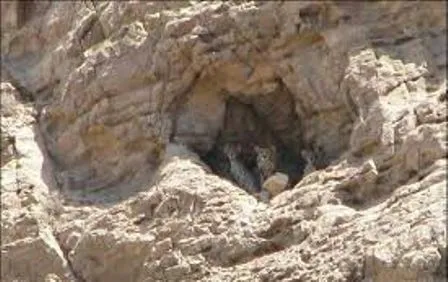 مشاهده چهار قلاده پلنگ در باغملک خوزستان