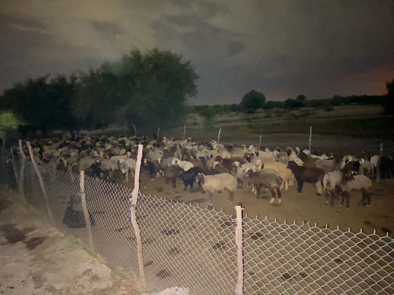 نجات ۲ چوپان و ۴۰۰ راس گوسفند از سیلاب رودخانه دز