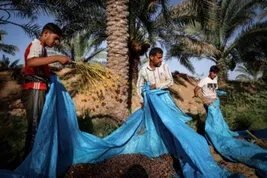 برداشت خرما از نخلستان ها کارون