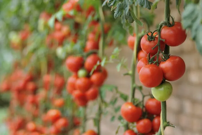 آپارتمان سبز؛ راهنمای باغبانی بدون فضای باز