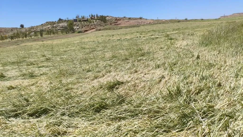 تگرگ و تندباد به چهار هزار هکتار از مزارع اندیکا خسارت زد