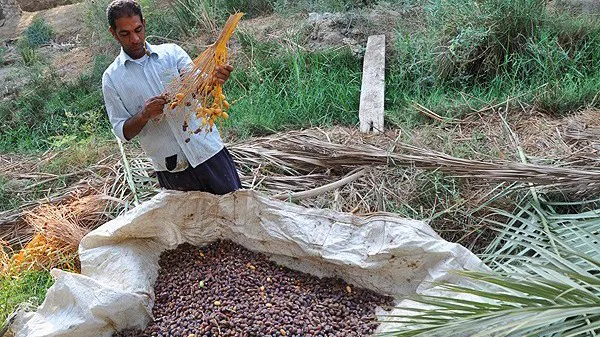 شادگان ۲۵ شهریور میزبان جشنواره و نمایشگاه ملی خرما