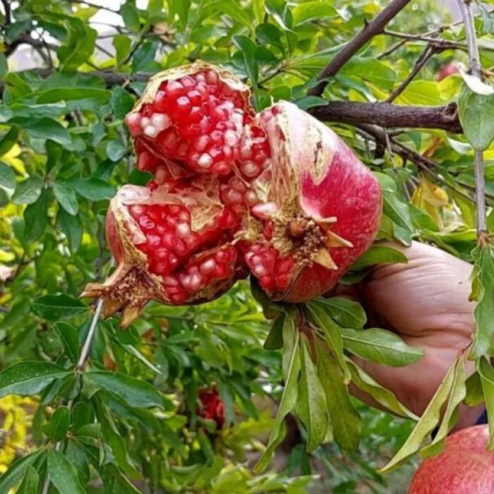 شیرینی انارهای ترک خورده خوزستان