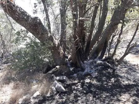 آتش در کوه دلا اندیکا مهار شد