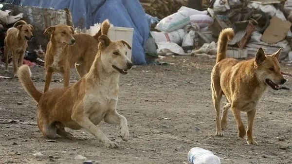 ترافیک، سگ‌های ولگرد و نخاله‌های ساختمانی؛ مسائل کلیدی شهر اهواز