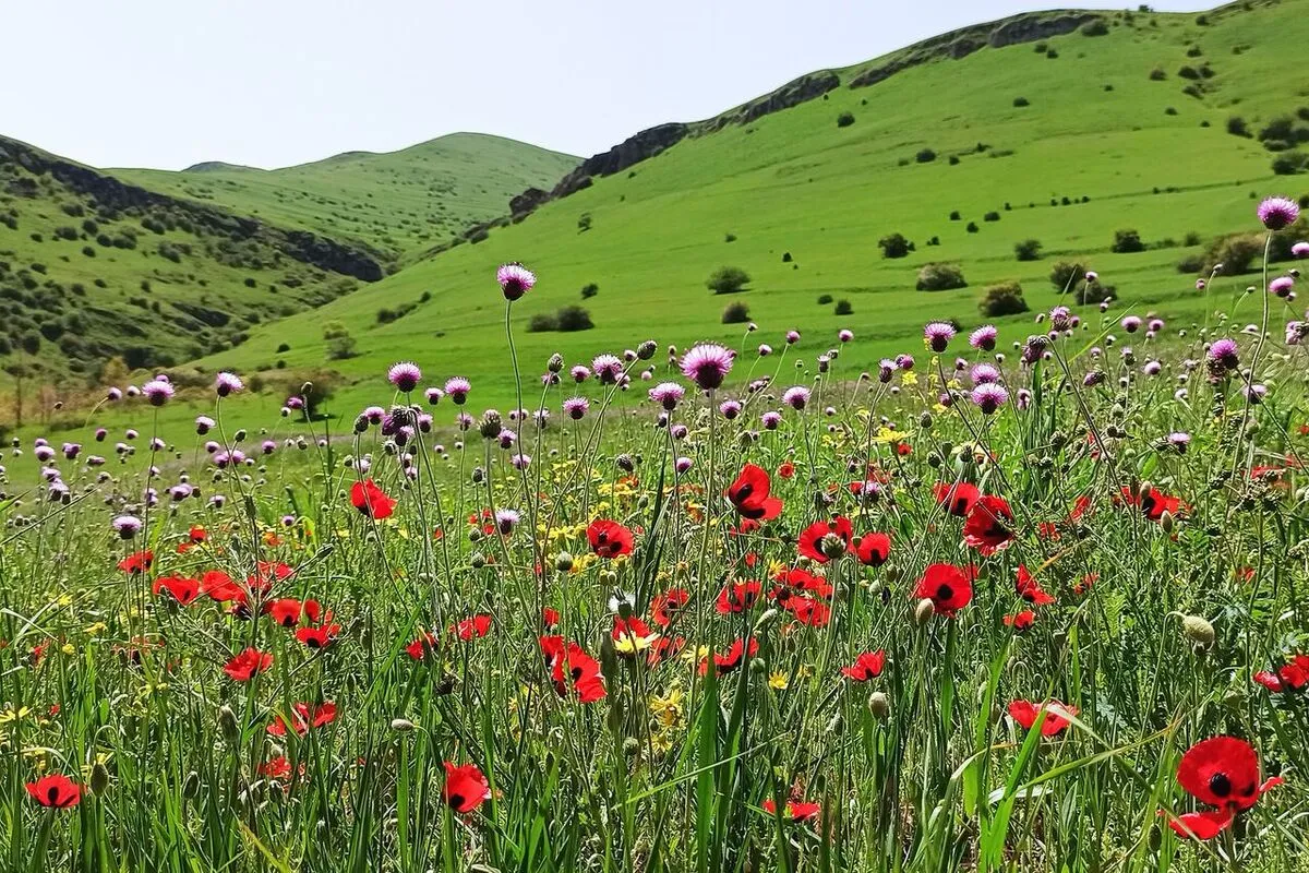 بارش‌های بهاری در خوزستان؛ طبیعتی سرسبز و شور زندگی در آغاز سال